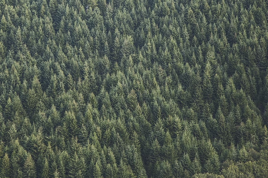 nature, forests, trees, rows, patterns, textures, aerial, green HD wallpaper