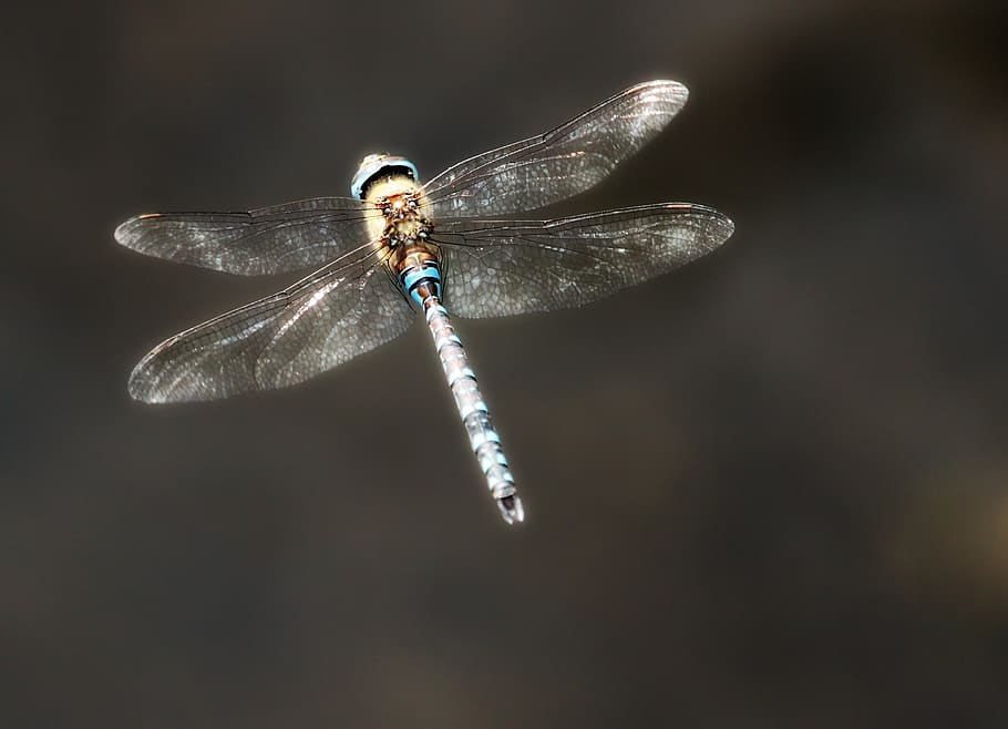 Полет стрекозы фото HD wallpaper: hawker, dragonfly, flight, insect, nature, wing, close up, animal 