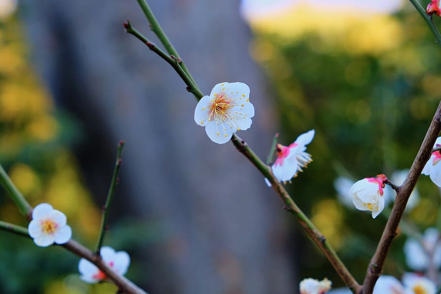 flower, white, tree, wood, branch, pink, spring, lovely, flowering plant HD wallpaper