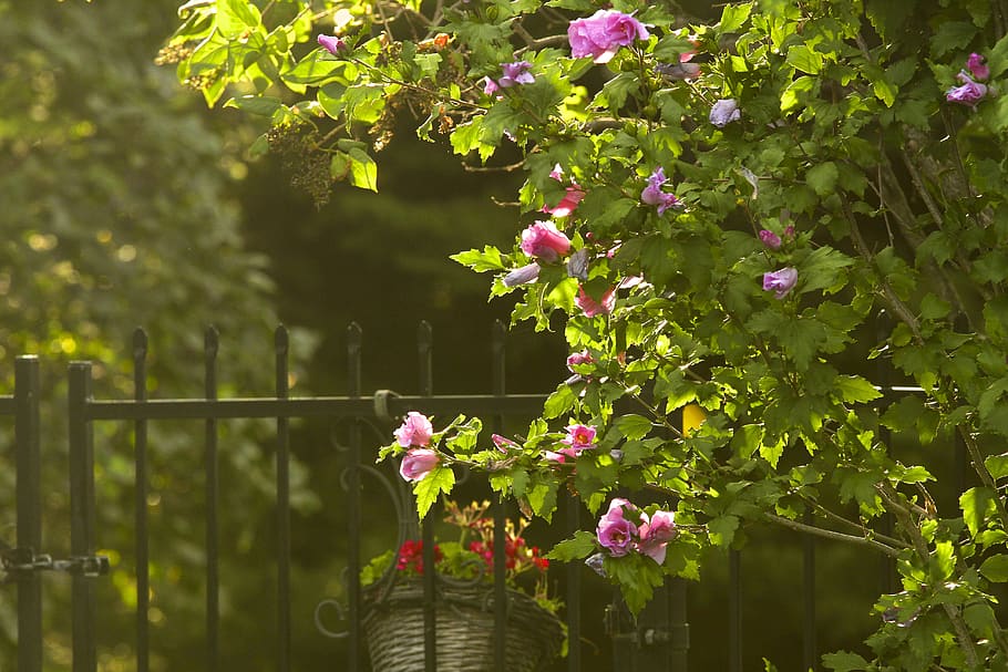 garden gate, soft light, flowers, plant, flowering plant, growth HD wallpaper