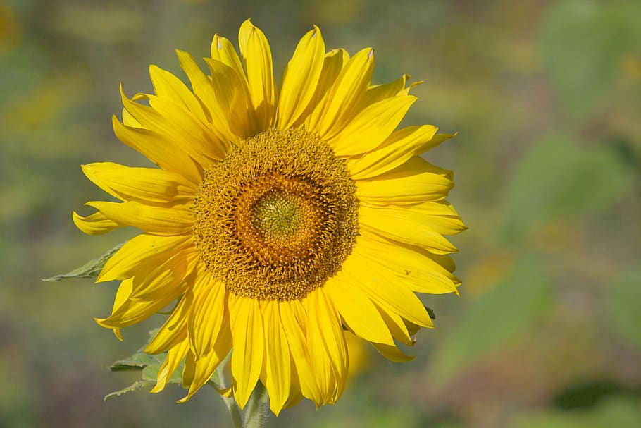 sunflower, blossom, bloom, bright, yellow, close up, sunny HD wallpaper