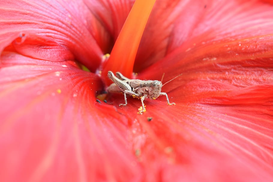 grasshopper, colombia, insect, flower, red, nature, close-up, HD wallpaper