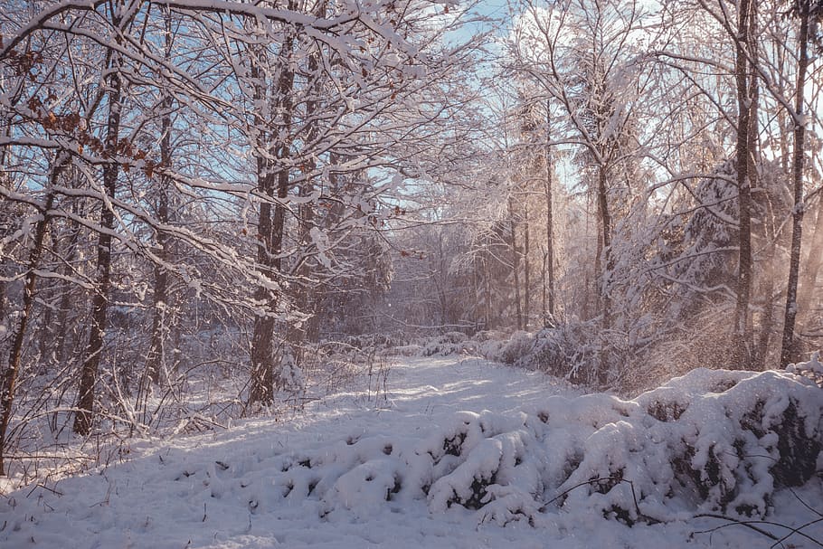 forest, tree, trees, nature, sky, sun, sunset, winter, snow HD wallpaper
