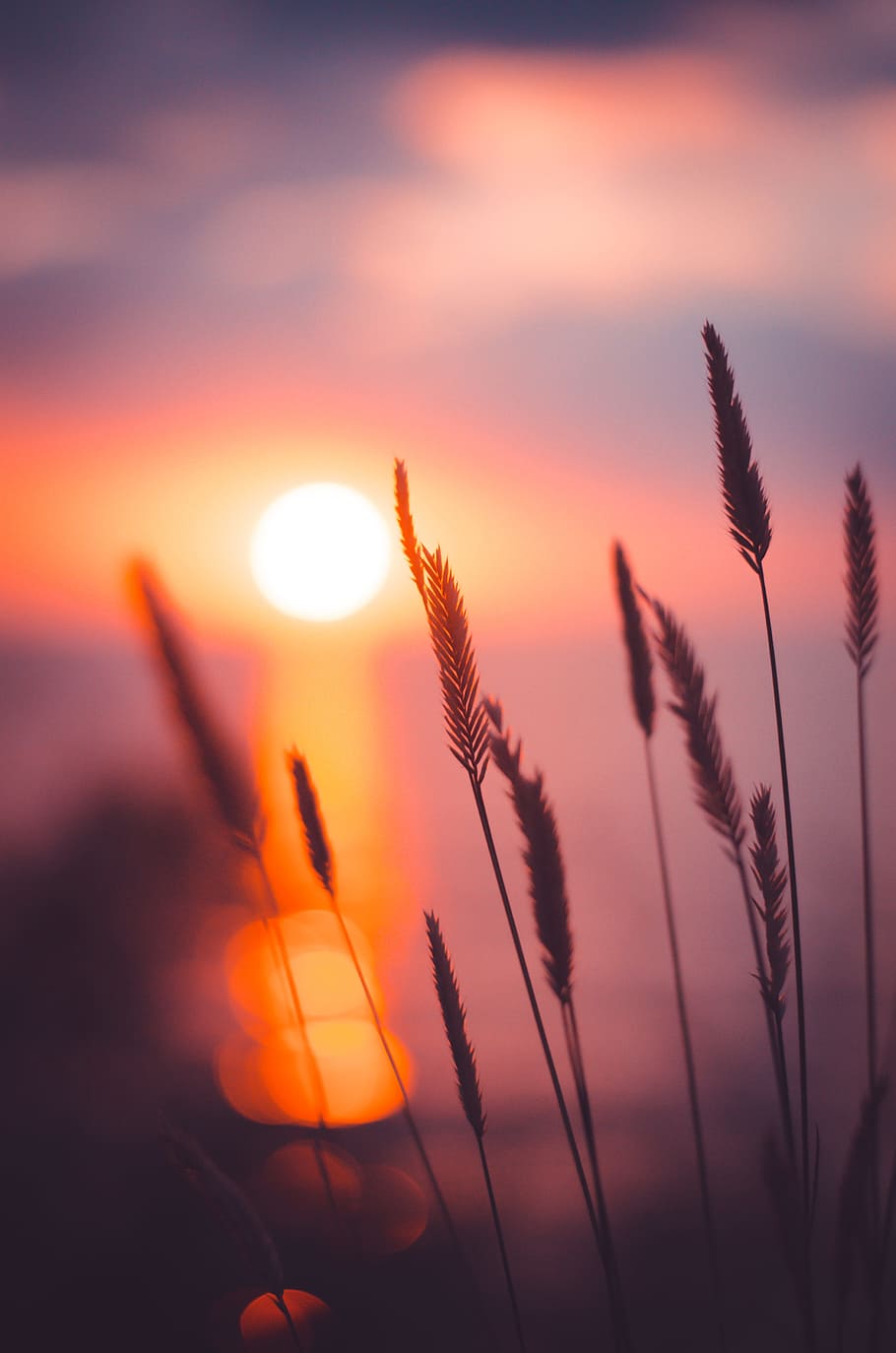 wheat grain in focus photography during sunset, grass, herb, sunrise HD wallpaper