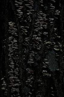 tree, plant, tree trunk, texture, nature, asphalt, tarmac, forest HD wallpaper
