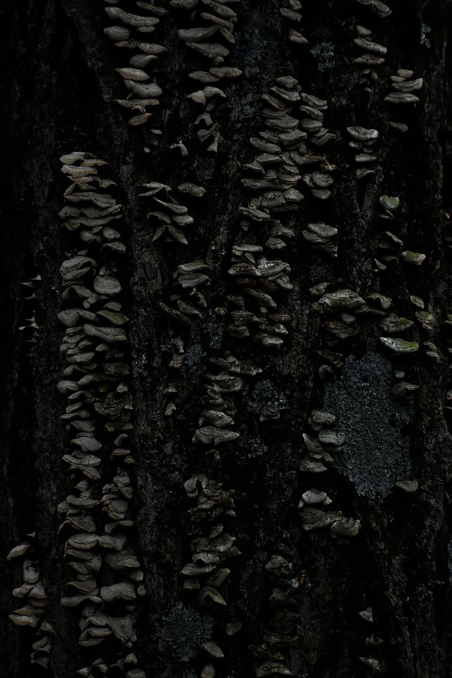 tree, plant, tree trunk, texture, nature, asphalt, tarmac, forest HD wallpaper