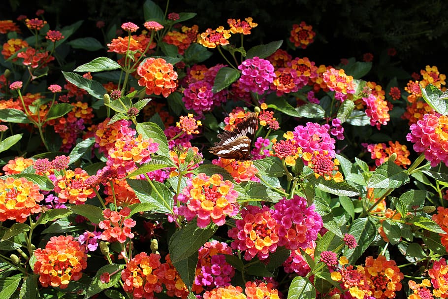 flowers, butterfly, bright, background, the butchart gardens, HD wallpaper