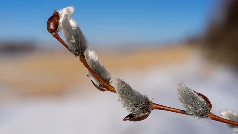 spring, verba, nature, tree, willow, branch, kidney, flower HD wallpaper