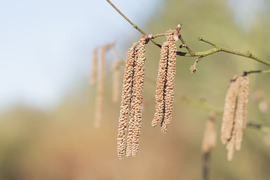 hazel, spring, flowering, tree, nature, focus on foreground HD wallpaper