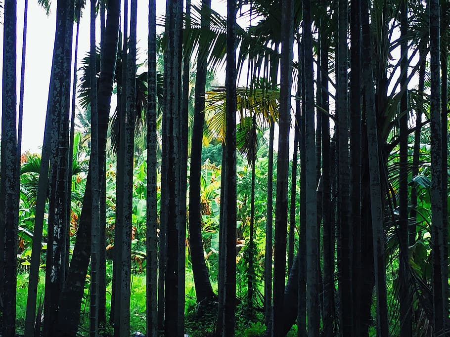 green, grass, outdoor, trees, plant, nature, farm, growth, tree trunk HD wallpaper