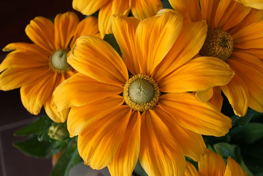 flower, summer, sun, nature, flora, yellow, flowering plant HD wallpaper