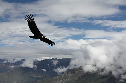 condor, peru, animal, flight, cloud - sky, flying, bird, one animal HD wallpaper