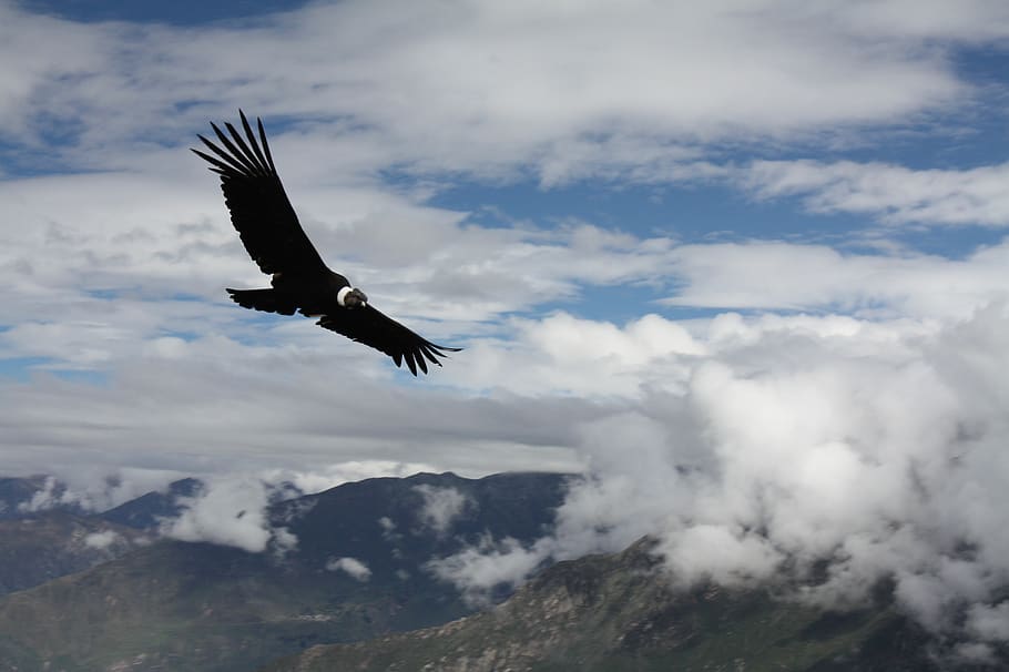 condor, peru, animal, flight, cloud - sky, flying, bird, one animal
