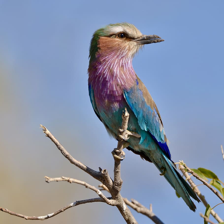lilac, breasted, roller, lilac-breasted, perched, bird, animal HD wallpaper