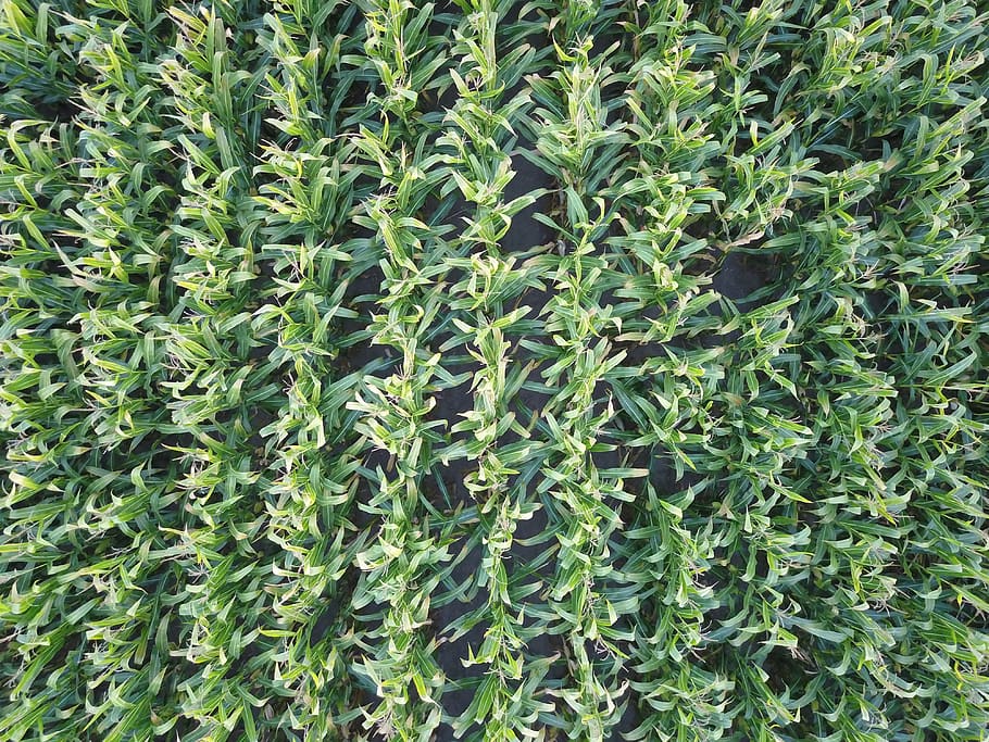 canada, lachute, corn field, farm, green color, growth, plant HD wallpaper