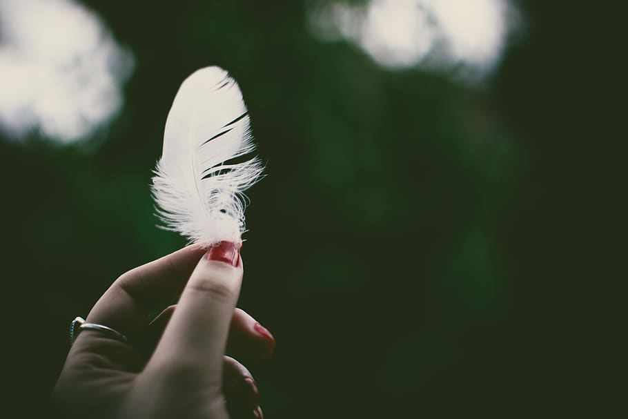 Person Holding White Feather in Selective Focus Photography, blurred background HD wallpaper