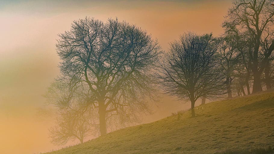 trees, landscape, dawn, nature, forest, outdoors, branches HD wallpaper