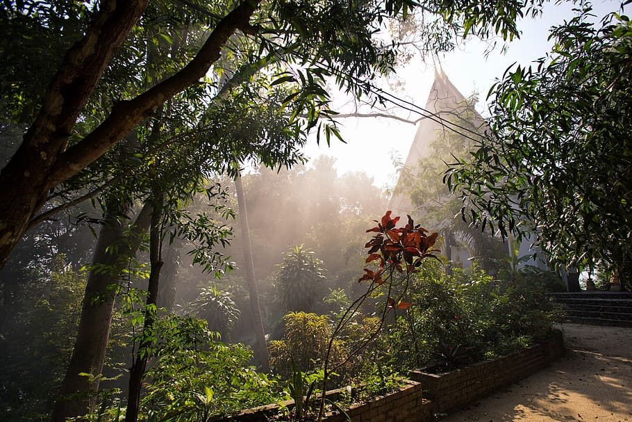 trees, jungle, mist, smoke, temple, buddhism, asia, thailand HD wallpaper