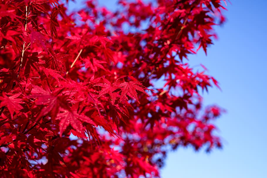 red maple tree, leaf, autumn, plant part, beauty in nature, branch HD wallpaper