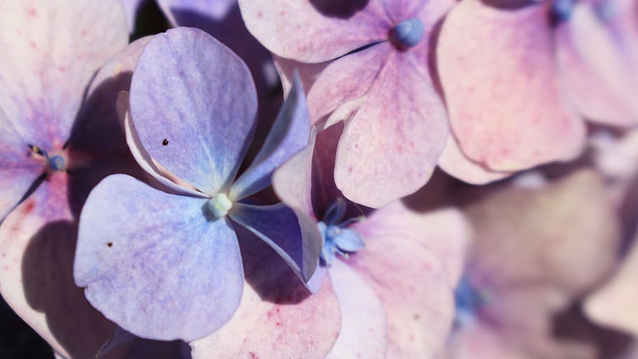 italy, grimaldi, flower, petals, purple, freshness, plant, close-up HD wallpaper