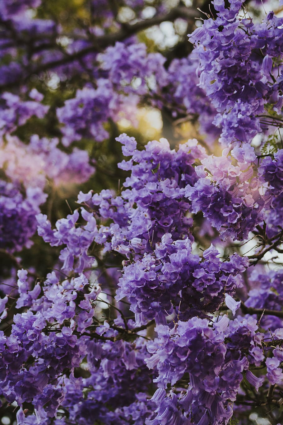 australia, parramatta, jacaranda, environment, purple, sky HD wallpaper
