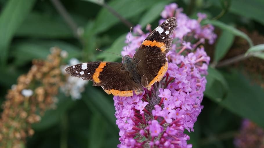 garden, flowers, buddleja, butterfly, flowering plant, invertebrate HD wallpaper