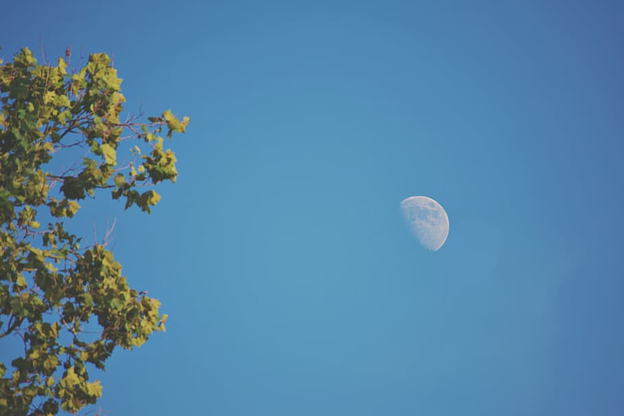 Green Leafed Tree and Moon, blue sky, branch, bright, color, daylight HD wallpaper