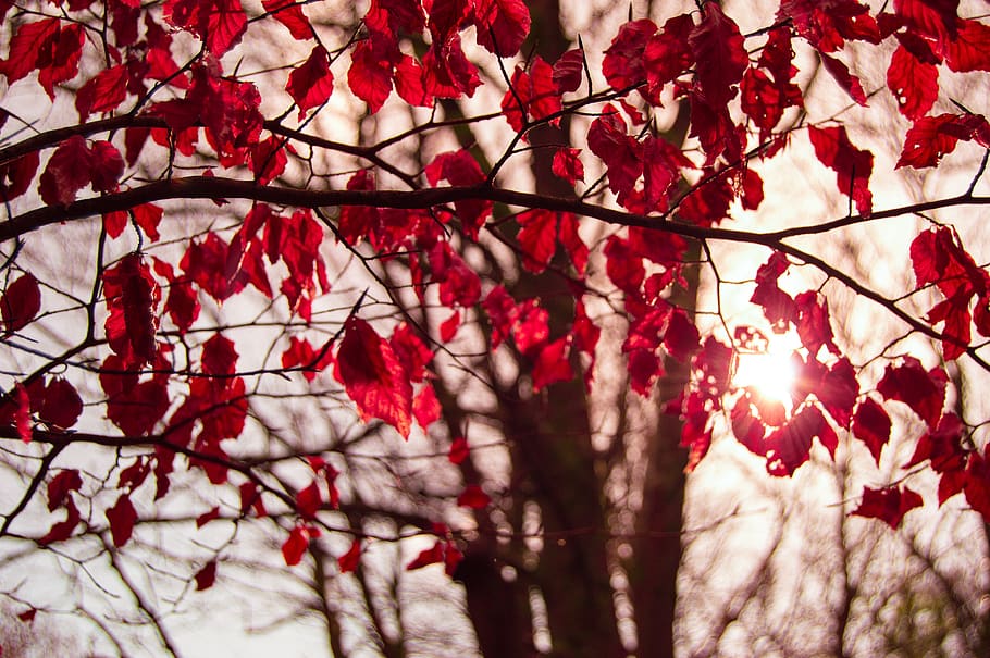 Red Leafed Tree, branch, crimson, forest, nature, sunlight, trees HD wallpaper