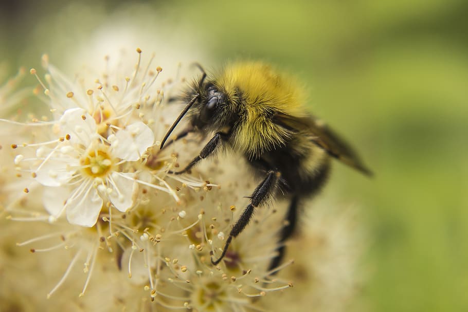 garden, bee, flower, insect, nature, blossom, pollen, honey HD wallpaper