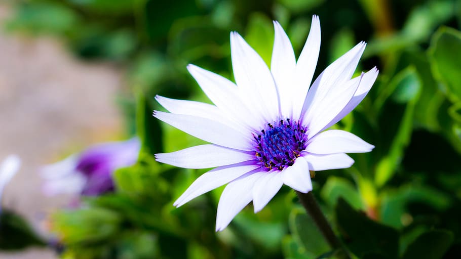 White and Blue Flower, beautiful, bloom, blooming, blossom, blur HD wallpaper
