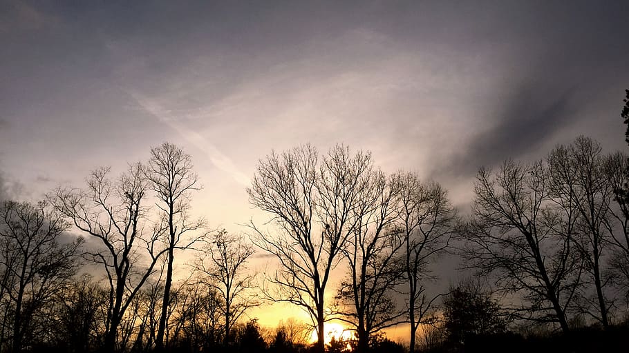 sunset, trees, bare trees, treeline, sky, skyline, dead tree HD wallpaper
