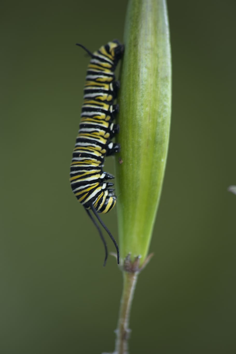 monarch butterfly, caterpillar, wildlife, milkweed, seed pod, HD wallpaper