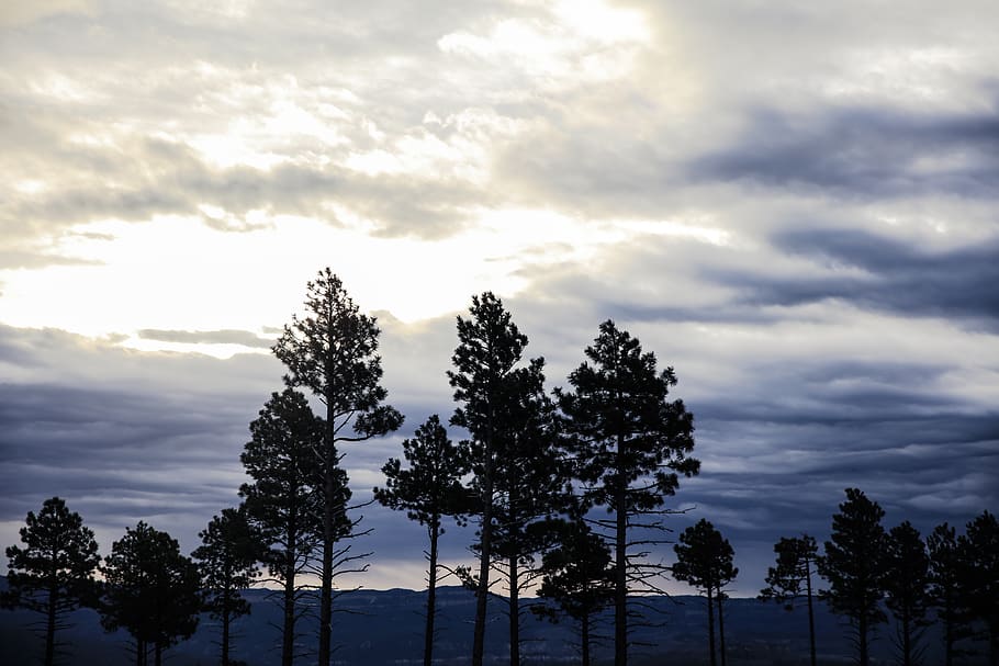 forest, light, sunrise, pine tree, gold, clouds, nature, sky HD wallpaper
