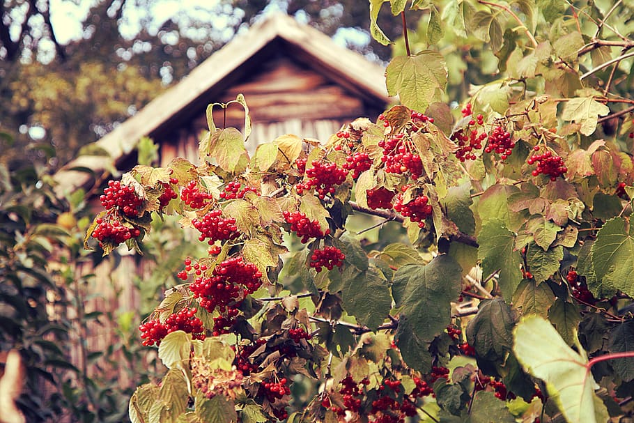 rural, house, home, viburnum, red, autumn, plant, berry, garden