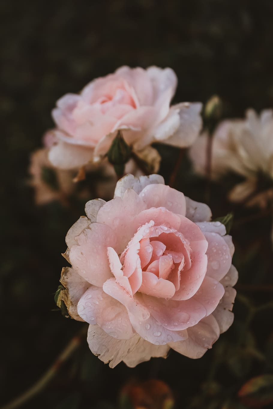 pink flowers, human, person, people, plant, blossom, flora, germany HD wallpaper