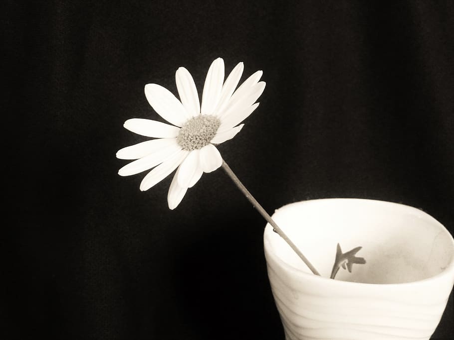 flower, plant, flowering plant, freshness, close-up, petal HD wallpaper