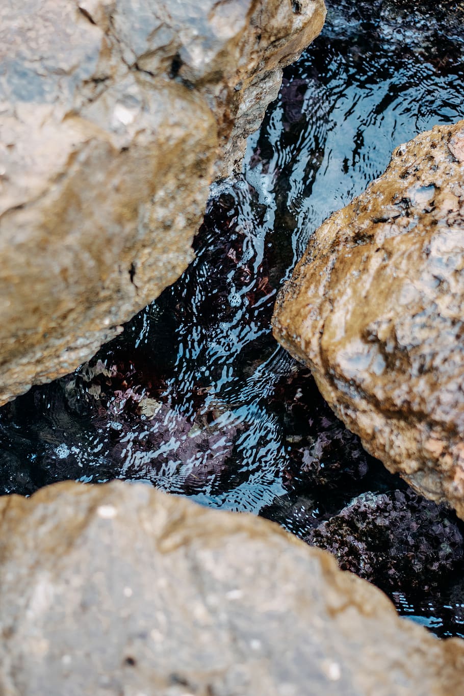 brown stones, rock, outdoors, bread, food, animal, water, pebble HD wallpaper