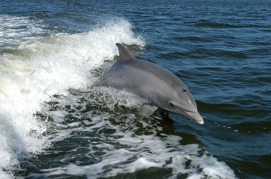 dolphin, bottlenose, dolphins, animals, fauna, sea, water, animal wildlife HD wallpaper