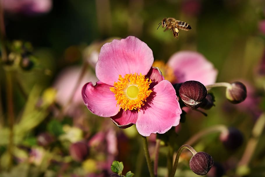 anemone, flower, plant, petal, pistel, stamen, bee, pollination HD wallpaper