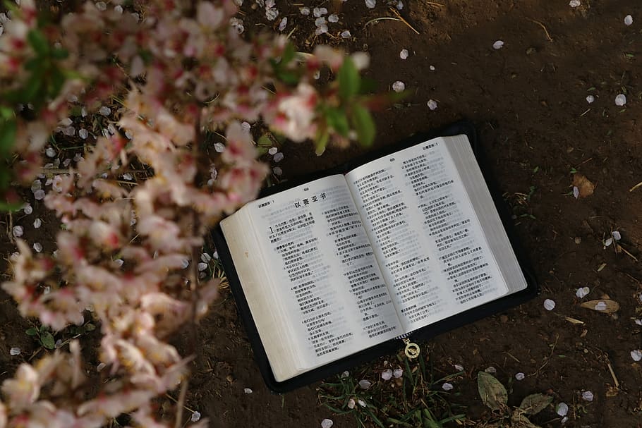 flat lay photography of an open book under a flowering plant, HD wallpaper