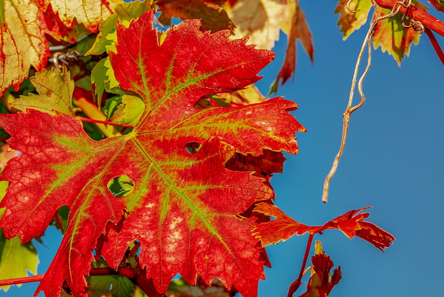 wine leaf, fall color, bright, red, nature, autumn colours HD wallpaper