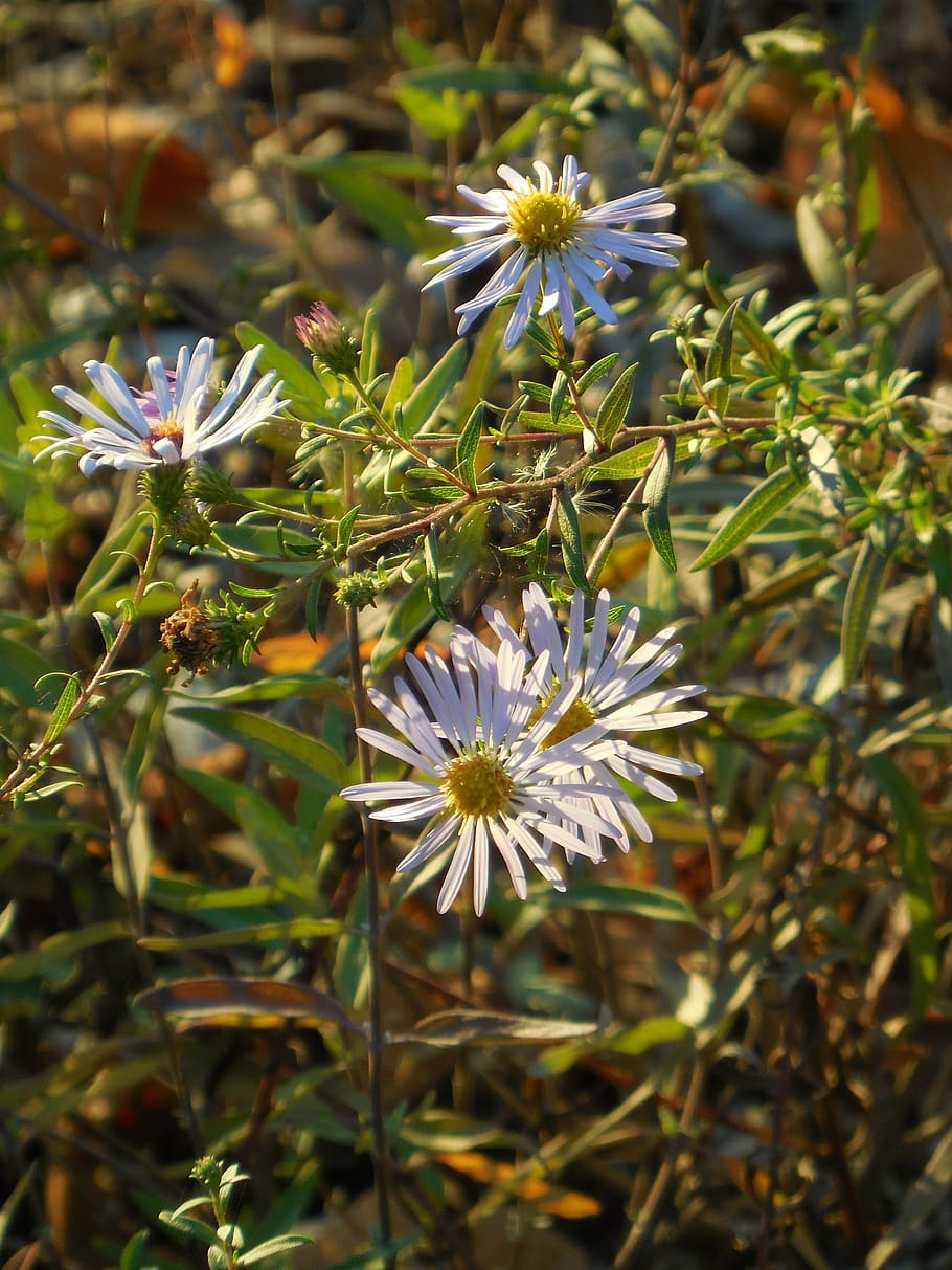 flowers, daisy, spring, bloom, daisies, blossom, summer, garden HD wallpaper