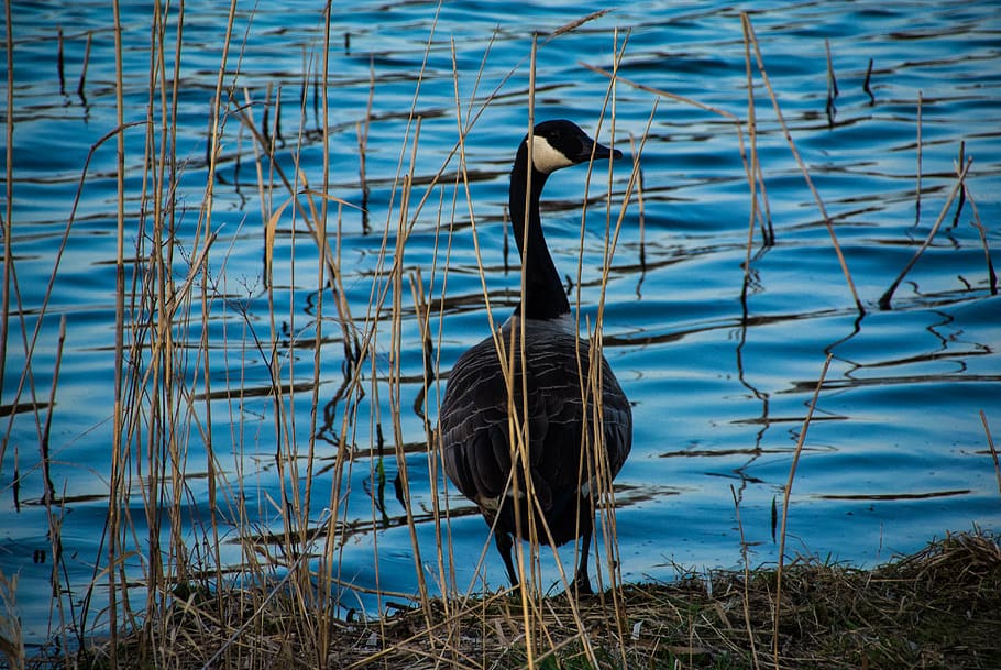 verenigde staten, new york city, bird, water, animals in the wild HD wallpaper