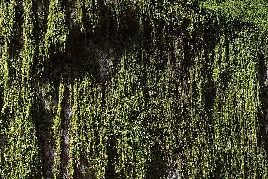 moss, rock, rocky, green, nature, plant, tree, growth, forest HD wallpaper