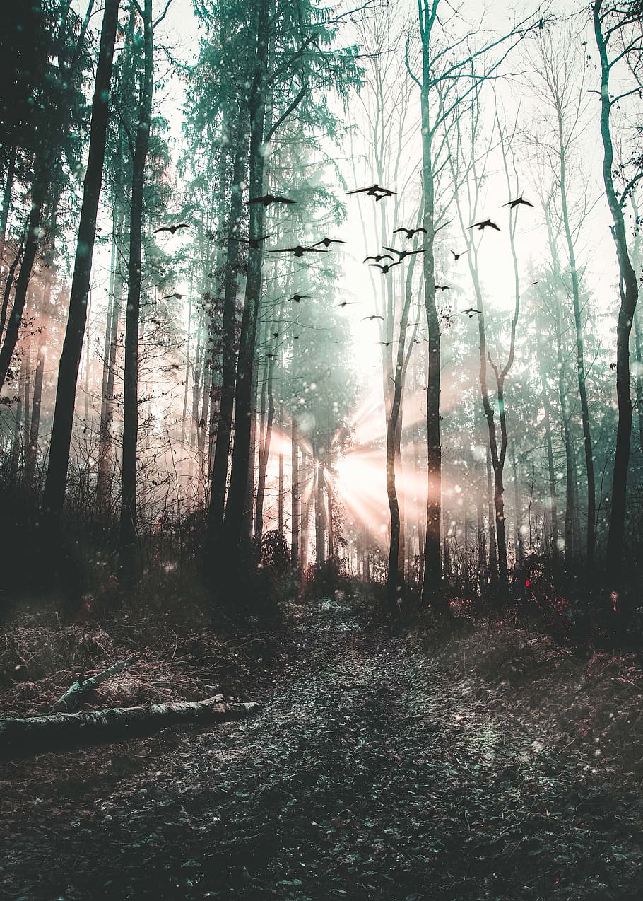 mystic, trees, rays, sun, birds, forest, plant, land, tranquility HD wallpaper