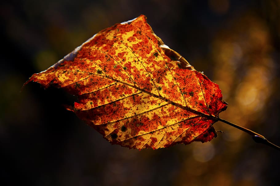 autumn, leaf, forest, plant part, change, close-up, nature HD wallpaper