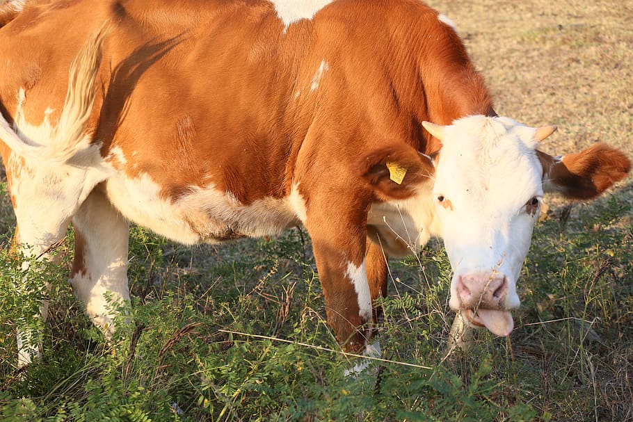 cattle, dana, cow, forest, animal, nature, mammal, domestic animals HD wallpaper