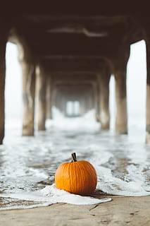 selective focus photography of pumpkin on seashore, beach, fall HD wallpaper