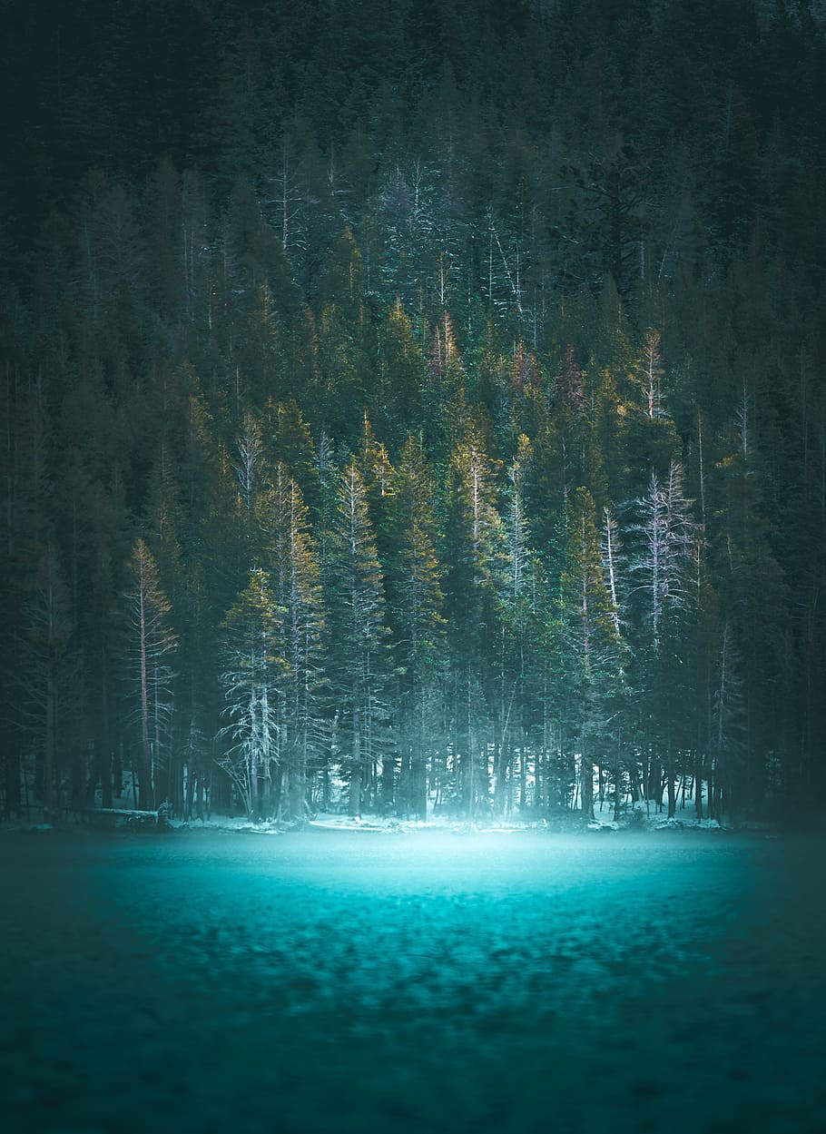 low-angle photography of field of trees, night, star, sky, wanderlust HD wallpaper