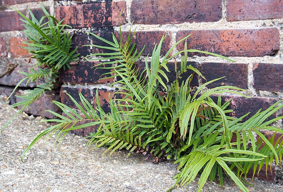 fern, foliage, brick, contrast, sidewalk, green, frond, overgrown HD wallpaper